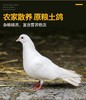 严选 | 农家生态散养肉鸽子3只 无激素 富含高蛋白 炖汤滋补 商品缩略图0