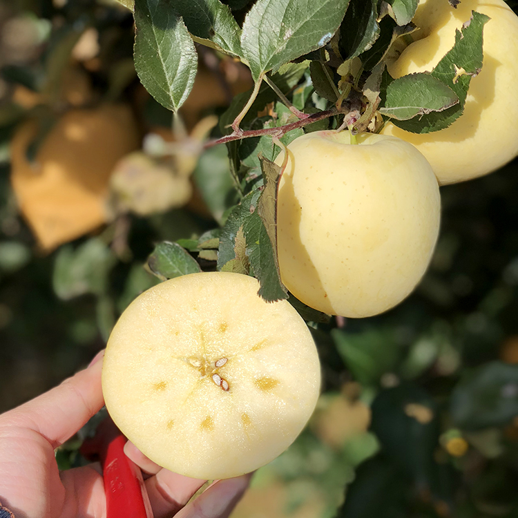 黄金奶油金苹果