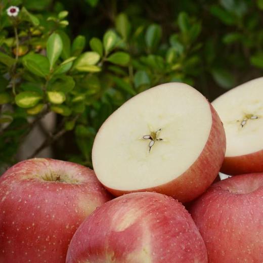 010宁夏中卫沙坡头旱苹果 红富士  沙漠的珍宝 皮薄肉脆 酸甜适中  商品图8