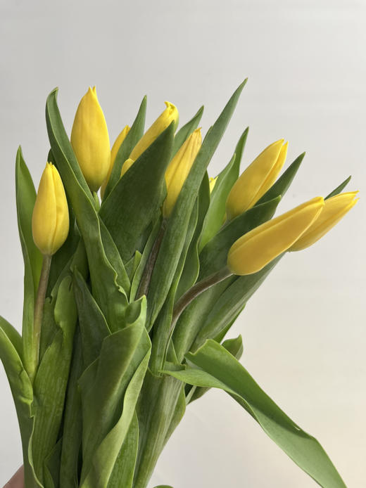 国产郁金香-【黄色】 商品图0