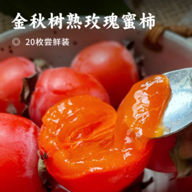 金秋树熟玫瑰蜜柿 | 可以用吸管吃的柿子 一口甜如蜜 果色红似火 果面光泽透亮 枝头自然成熟 柿子