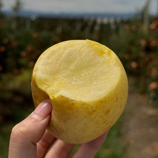 【云南北纬25度 高山黄金维纳斯苹果 】果肉脆嫩无渣 果香浓郁	逐南味 商品图0