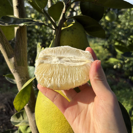 【限时活动  买五箱送一箱】老树柚子礼盒装 商品图3