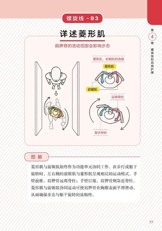 肌筋膜运动训练 商品图6