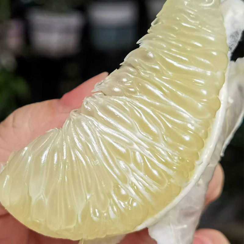 【限时活动 新增买五箱送一箱规格】高山老品种药柚 | 高山老树小柚子 水果 礼盒装