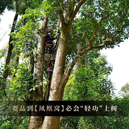 【弯弓凤凰窝】2025年头春茶，易武弯弓原始秘境中的茶香产量稀缺的珍贵佳茗品味世外桃源中的味觉盛宴，500克/箱 拍1箱发2箱 商品图6