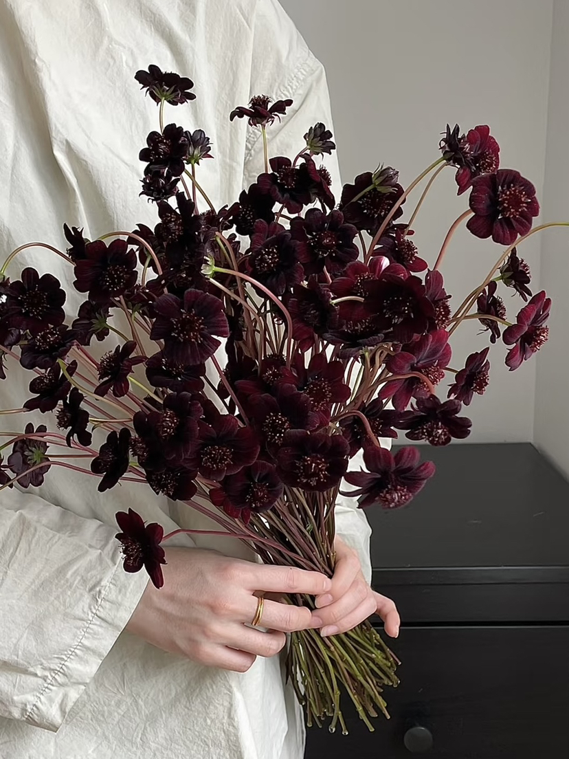 国产花材-【巧克力秋英】