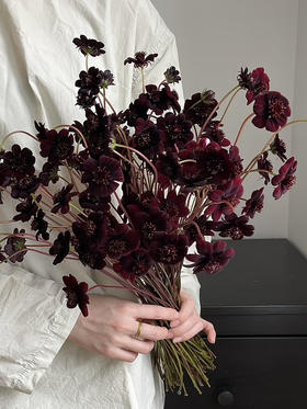 国产花材-【巧克力秋英】