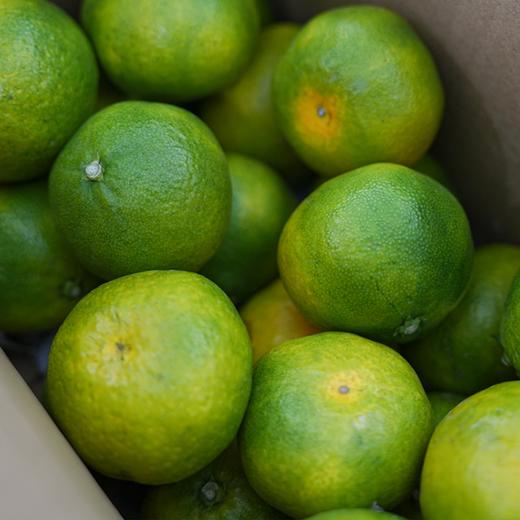 【京东直发】正宗东江湖蜜桔新鲜桔子 口感香甜 爽口多汁 商品图5