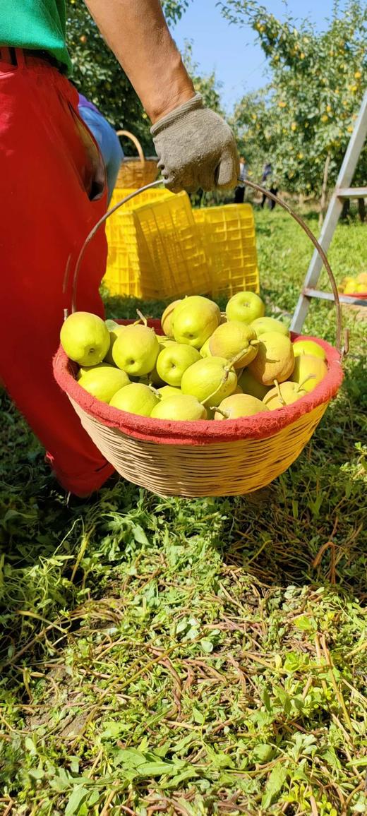 新疆库尔勒香梨 商品图2