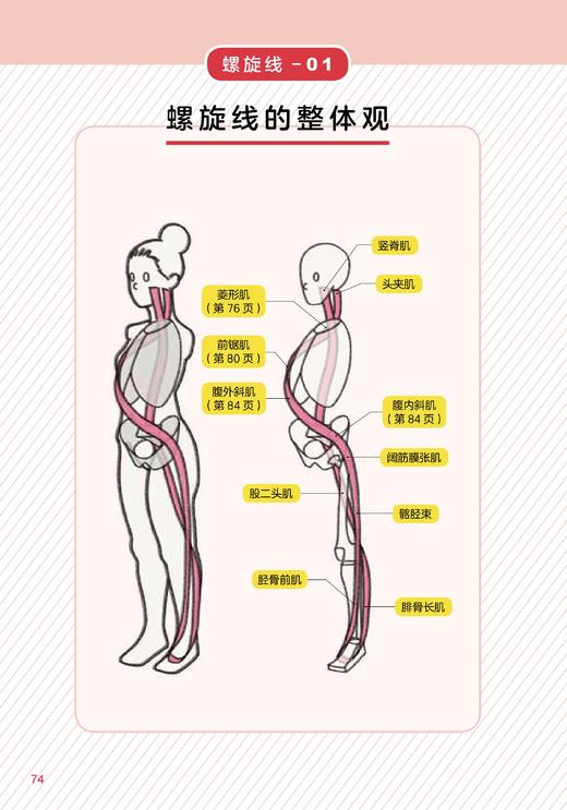 肌筋膜运动训练 商品图3