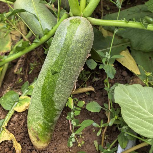 生态沙窝萝卜| 石嫣农场 *Ecological Shawa Village Radish‌ 商品图3