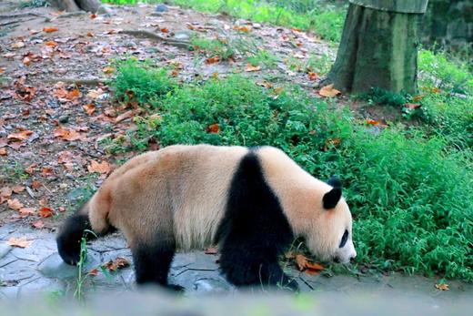 2026年寒假丨四川·成都丨何以天府5天4晚亲子营 商品图3