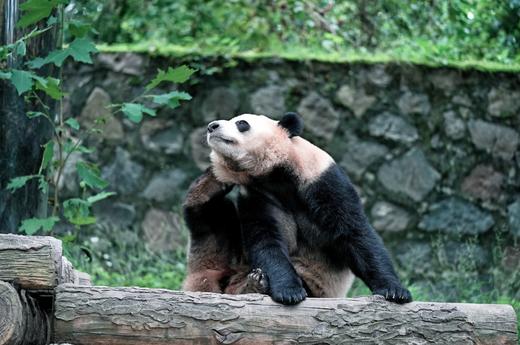 2026年寒假丨四川·成都丨何以天府5天4晚亲子营 商品图4