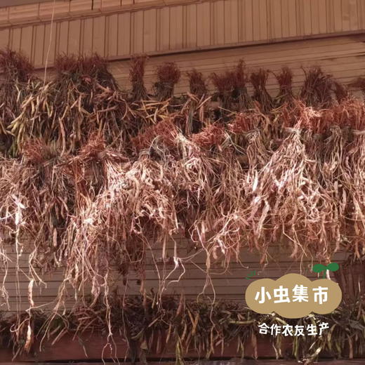 云南生态老品种红豆（花生豆）500g | 合作农友生产，产自云南富民，生产者：张志富 &【公平贸易农人定价】 商品图8