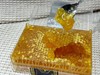 亩育万物 伊犁黑蜂蜂巢蜜 500g/盒 商品缩略图5