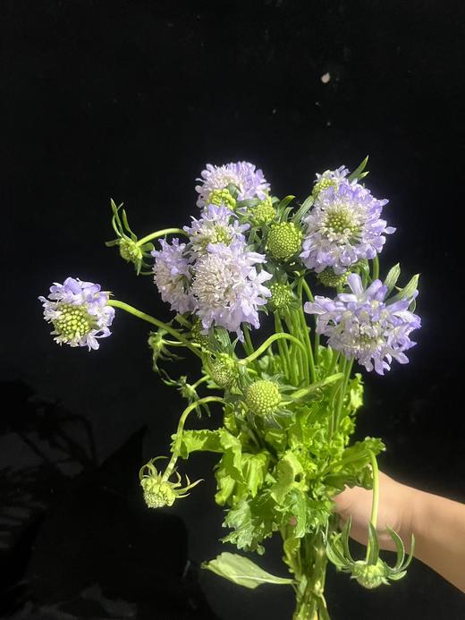 精选花材松虫草10支 商品图2