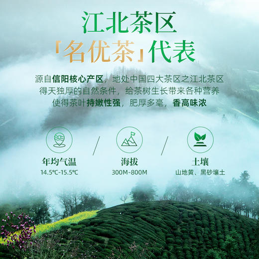 信阳绿茶毛尖茶叶高山云雾茶浓香型茶叶 自饮装 CM 商品图7