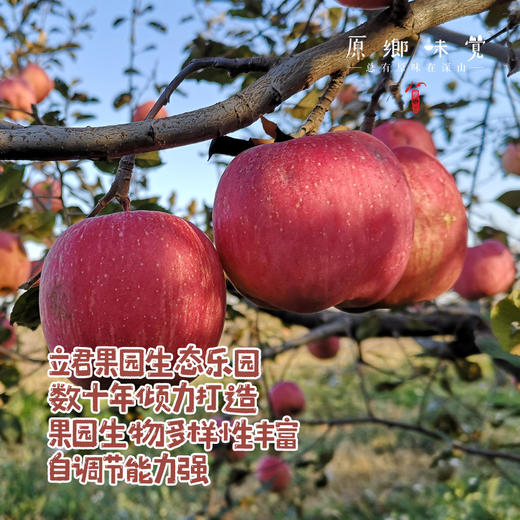 立君生态苹果/满满苹果（基地直发-顺丰包邮） | 4.3±0.2斤，来自山东烟台，生产者：李立君【合作生产，公平贸易】 商品图1