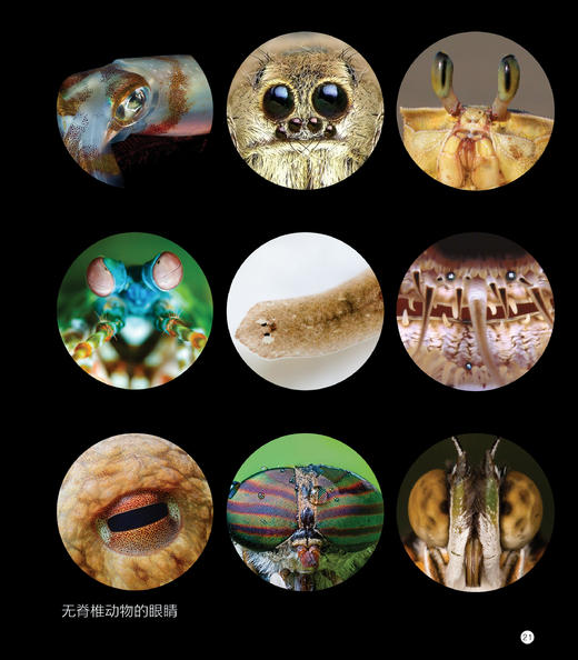 大开眼界 踏上一场探索生命视觉奇迹的精彩旅程，揭示生物眼睛令人叹为观止的多样性与适应性 商品图4