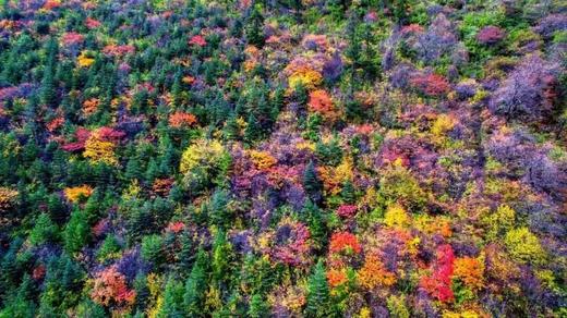 【1日游|毕棚沟】绝美川西，天上仙境，人间阆苑 原始森林、可选电瓶车游览、摄影、世界自然遗产 商品图4