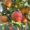李立君苹果生态满满苹果 烟台栖霞生态种植当季新鲜水果【顺丰包邮】 商品缩略图2