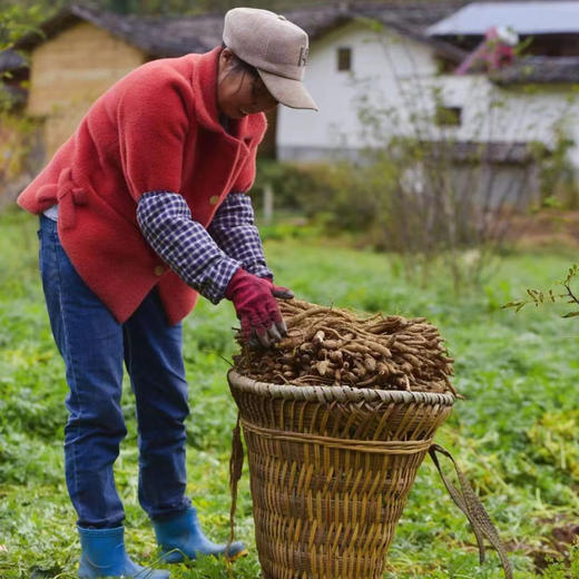 大凉山高原新鲜甜当归 净重3-5斤±100g 鲜甜粉糯 商品图10
