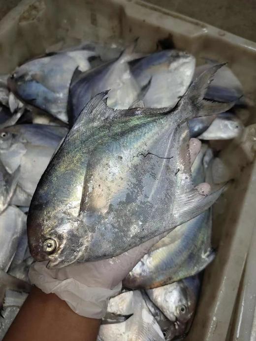 【顺丰包邮】舟山野生流网鲜银鲳鱼新鲜捕捞 肉质肥美 营养价值高 无毛刺 滑嫩可口 做法多样 顺丰基地直邮 商品图2