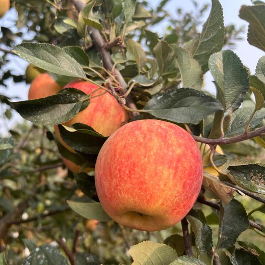 李立君苹果生态满满苹果 烟台栖霞生态种植当季新鲜水果【顺丰包邮】 商品图1