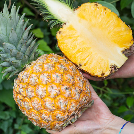 海南芒果凤梨【39元购】丨汁水充盈 爽口浓郁清甜 商品图1