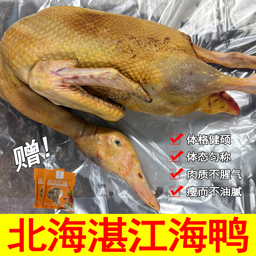 北海湛江海鸭散养土鸭子整只现宰