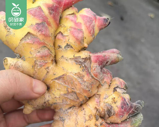 龙岩新鲜小黄姜（1kg±100g/盒） 商品图2