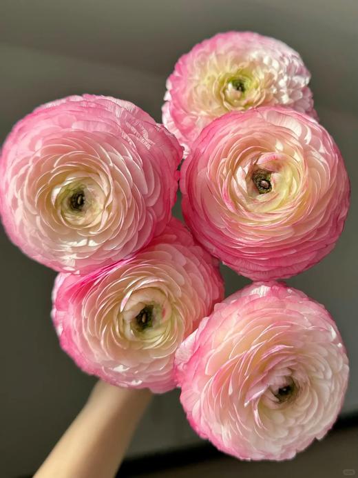 成功洋牡丹各色5支合集 商品图6