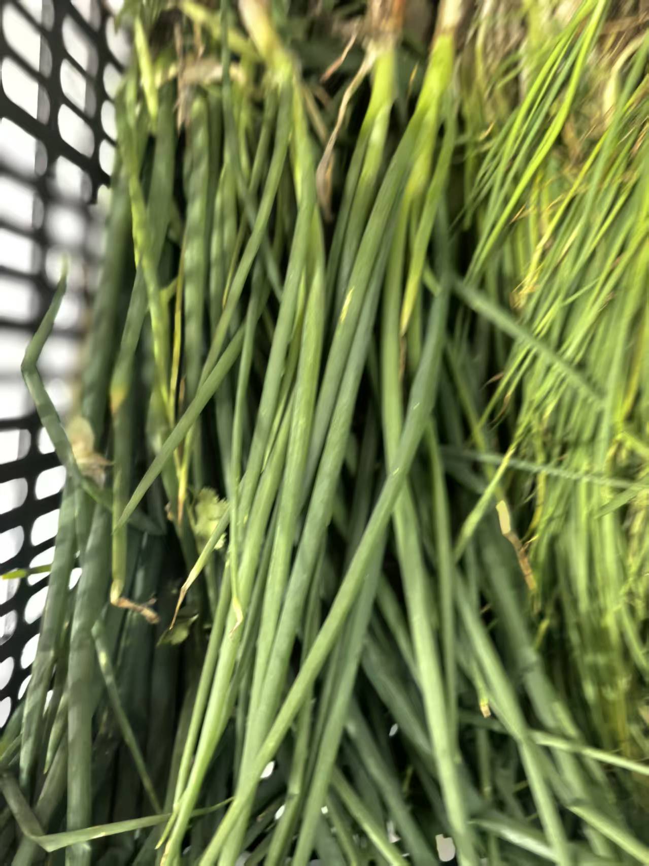 香葱（5元每斤）