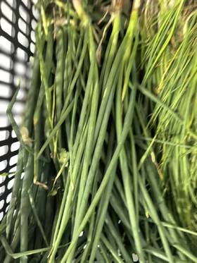 香葱（5元每斤）