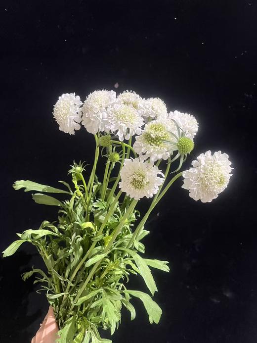 精选花材松虫草10支 商品图1