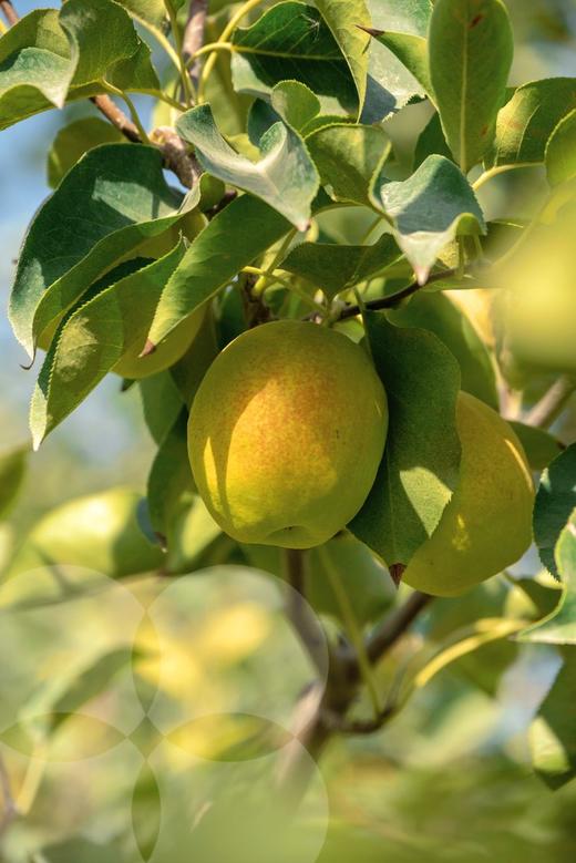 【拍一发二】新疆库尔勒香梨，果肉更脆、更甜，细腻无渣（72小时内发货） 商品图3