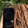 大凉山高原新鲜甜当归 净重3-5斤±100g 鲜甜粉糯 商品缩略图9