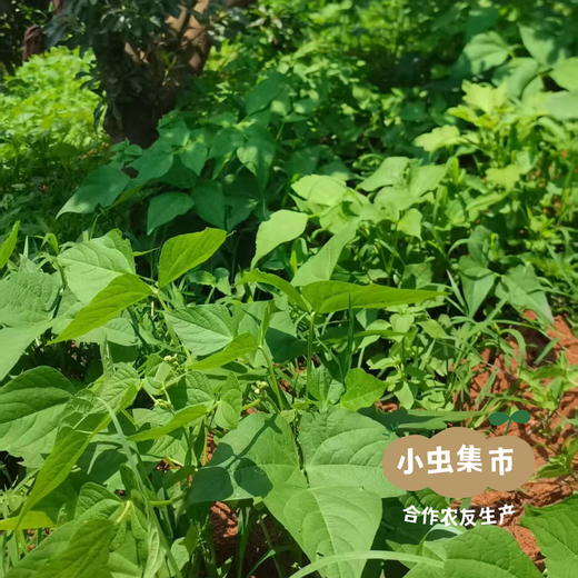 云南生态老品种红豆（花生豆）500g | 合作农友生产，产自云南富民，生产者：张志富 &【公平贸易农人定价】 商品图10