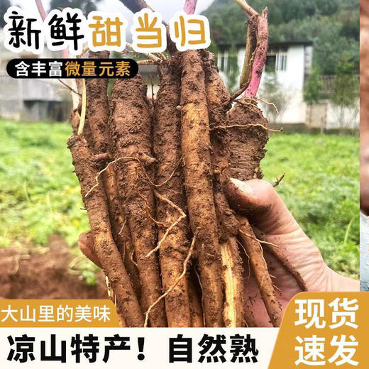 大凉山高原新鲜甜当归 净重3-5斤±100g 鲜甜粉糯 商品图0