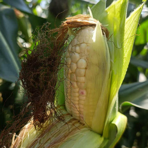 生态甜糯玉米 | 合作生产*Ecological sweet-waxy maize | Partner Production 商品图1