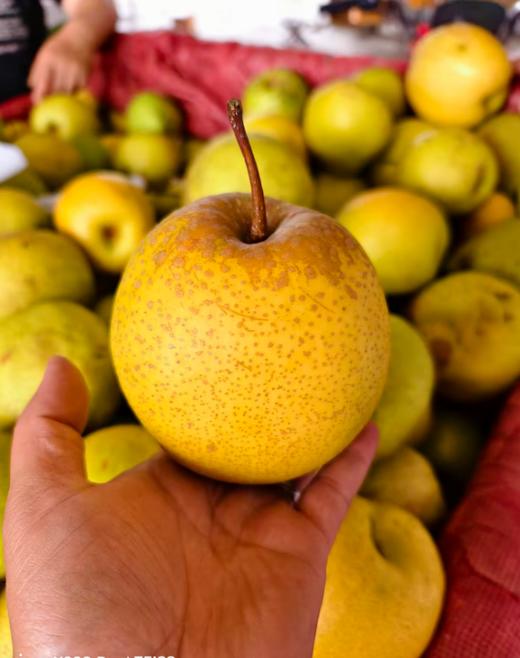 心选丨赵县古树雪花梨树上熟 9.8斤（10-12枚 单果6两左右） 商品图1