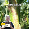 生态甜糯玉米 | 合作生产*Ecological sweet-waxy maize | Partner Production 商品缩略图0