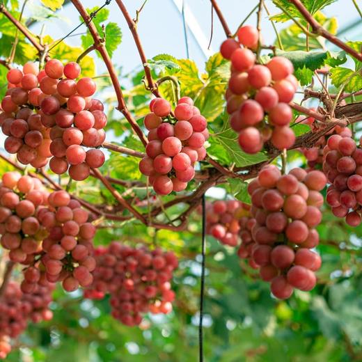 妮娜皇后葡萄【49元购3.5斤】丨葡萄界“天花板” 果肉晶莹剔透 香甜多汁 商品图3