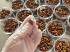 【山核桃仁】酥脆香甜，来自高山，白露开采，颗粒完整，核桃仁中的A➕级，营养又健康