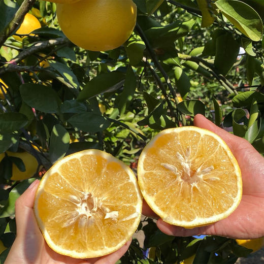 严选 | 爆汁黄金葡萄柚 4.5斤/8斤 单果克重300g+ 香甜多汁 商品图1