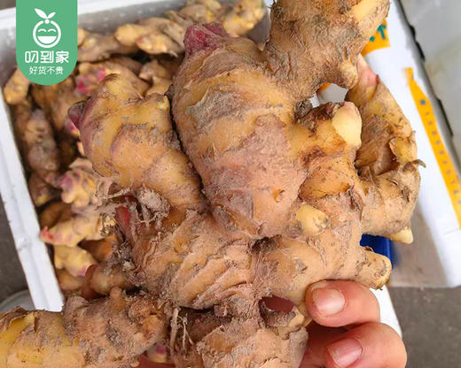 龙岩新鲜小黄姜（1kg±100g/盒） 商品图1