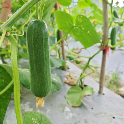 生态水果青瓜（福建） | 合作生产*  Eco-fruit cucumber| Partner Production 商品图4