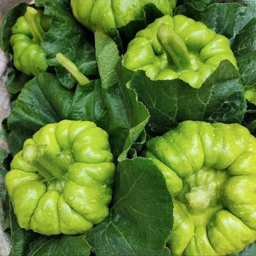 【现摘现发❗️正宗云南姜柄瓜】农家自种，可蒸、可煮、烹饪炒菜、熬汤样样行，怎么吃都美味！9斤整箱新鲜蔬菜小麦瓜10嫩5南瓜绿瓜 商品图2
