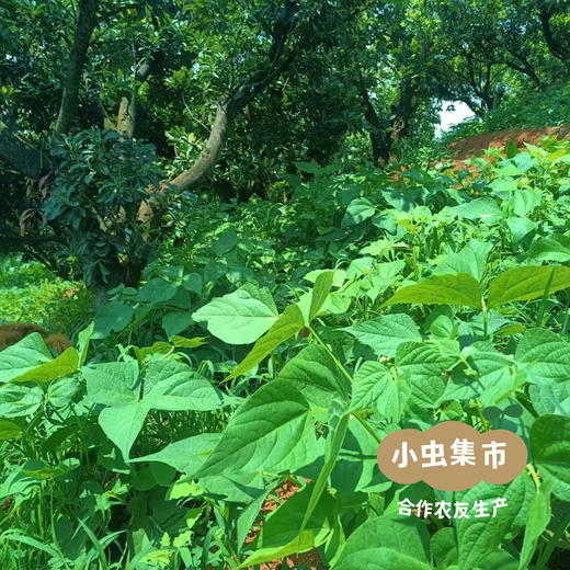 云南生态老品种红豆（花生豆）500g | 合作农友生产，产自云南富民，生产者：张志富 &【公平贸易农人定价】 商品图14